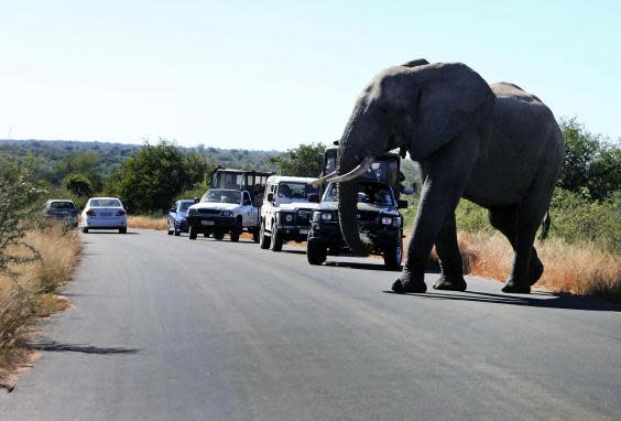 Safari tourists harm elephants’ health and make them violent, researchers find