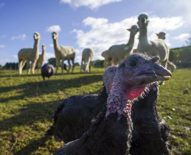 Alpacas guard turkeys on farm