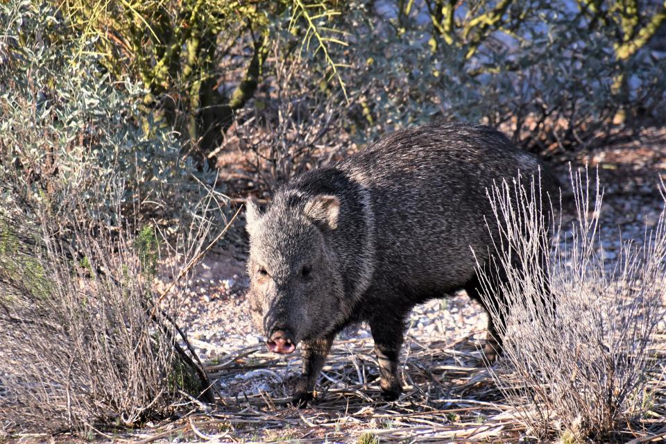 A javelina at the Oro Valley Nature Preserve from the end of February 2022.