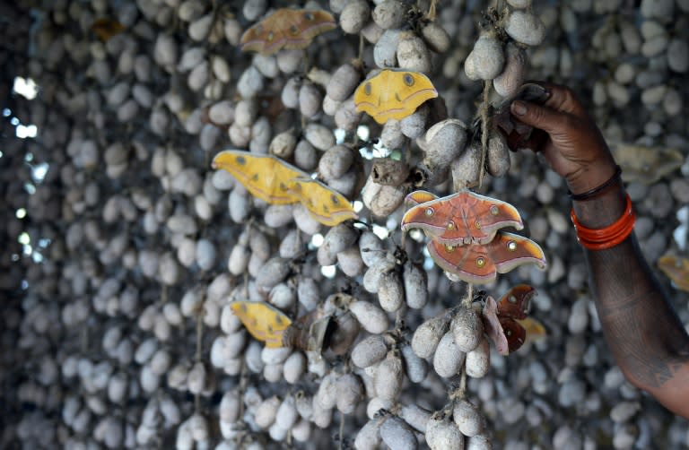 An Indian tribal silkworm farmer adjusts strings of cocoons with moths, in the Banka district of the eastern state of Bihar, on August 6, 2015