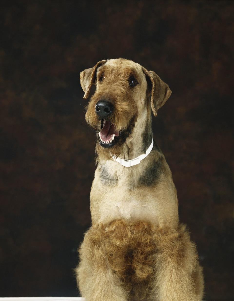 20 best dog breeds for big families wheaten terrier
