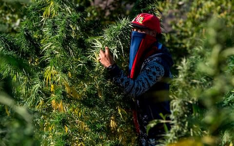 A masked farmer holds on to branches of cannabis in a field near the town of Ketama in Morocco's northern Rif region - Credit: FADEL SENNA/AFP