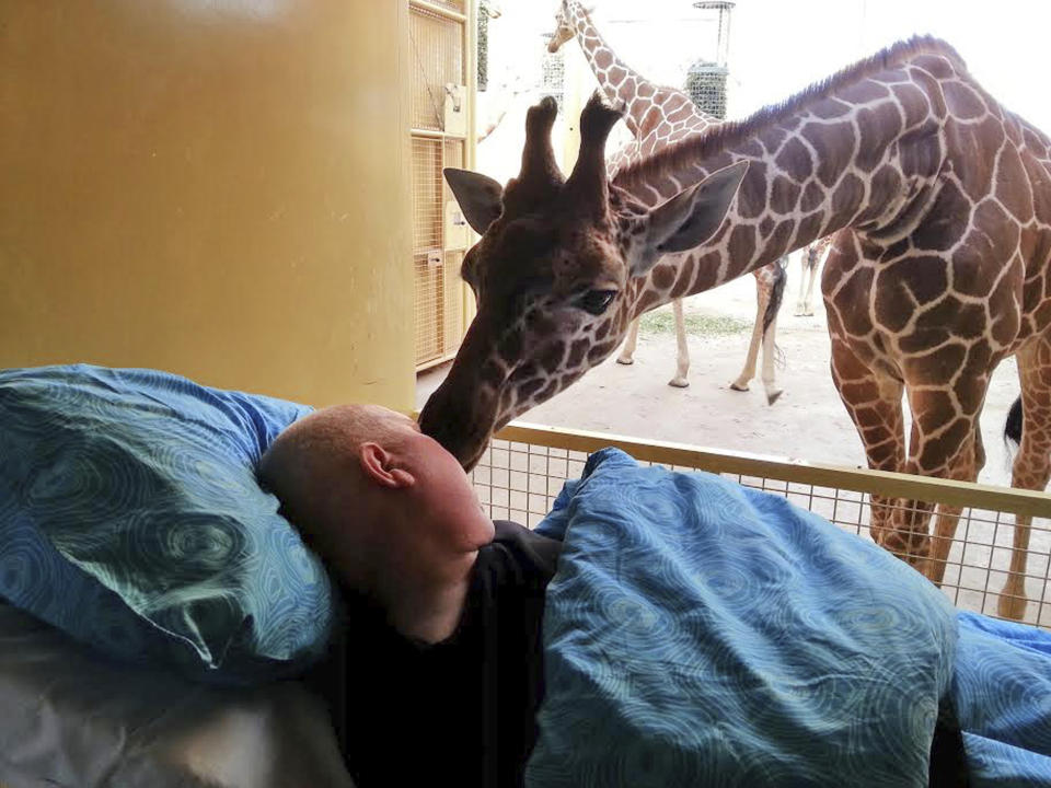 This photo released Saturday March 22, 2014 by Stichting Ambulance Wens or Ambulance Wish Foundation shows a giraffe at Blijdorp Zoo in Rotterdam giving a lick to terminally ill Mario Eijs on Wednesday March 19, 2014 . The Stichting Ambulancewens "Ambulance Wish Foundation" offers transport for terminally ill patients who cannot walk to help fulfill a last wish, in Eijs' case to be taken to the Blijdorp Zoo in Rotterdam where he worked doing odd jobs for 25 years. Eijs, who has a mental handicap, is dying of a brain tumor and has difficulty walking or speaking. (AP Photo/Stichting Ambulance Wens)
