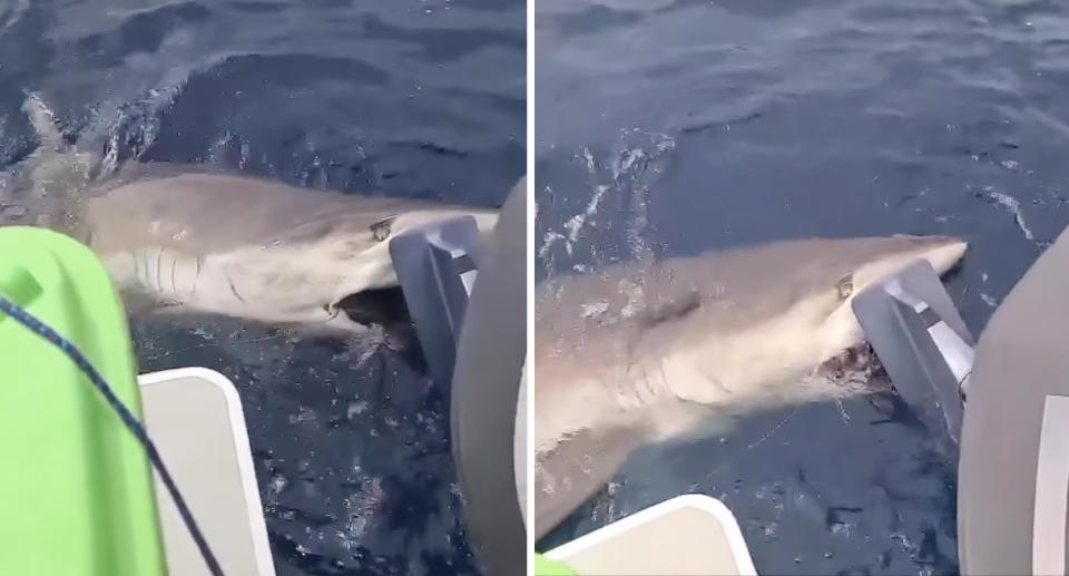 The bronze whaler gripped the boat's propeller with its teeth in Coral Bay, WA