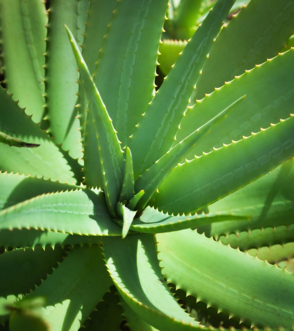 aloe vera plant