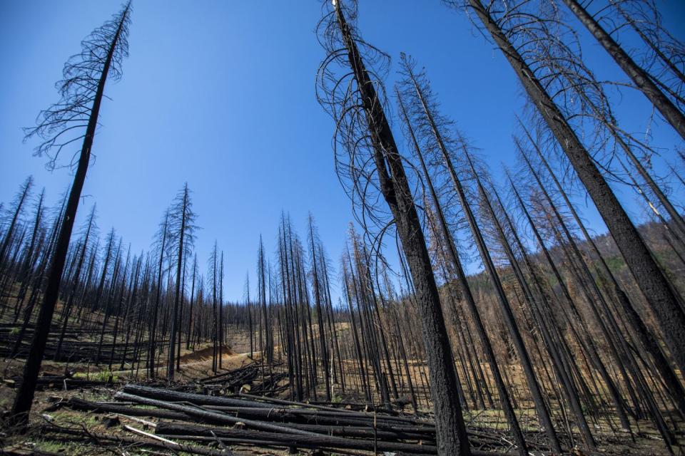 Andre Essue drives past burned areas as he delivers fresh flowers in Greenville, Calif.