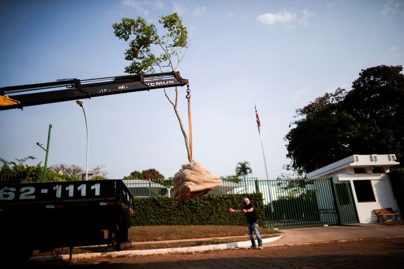 A Jatoba tree, originally from the Amazon, is placed in front of the Norwegian Embassy, during a protest by activists seeking symbolic refugee status for the plant, in Brasilia