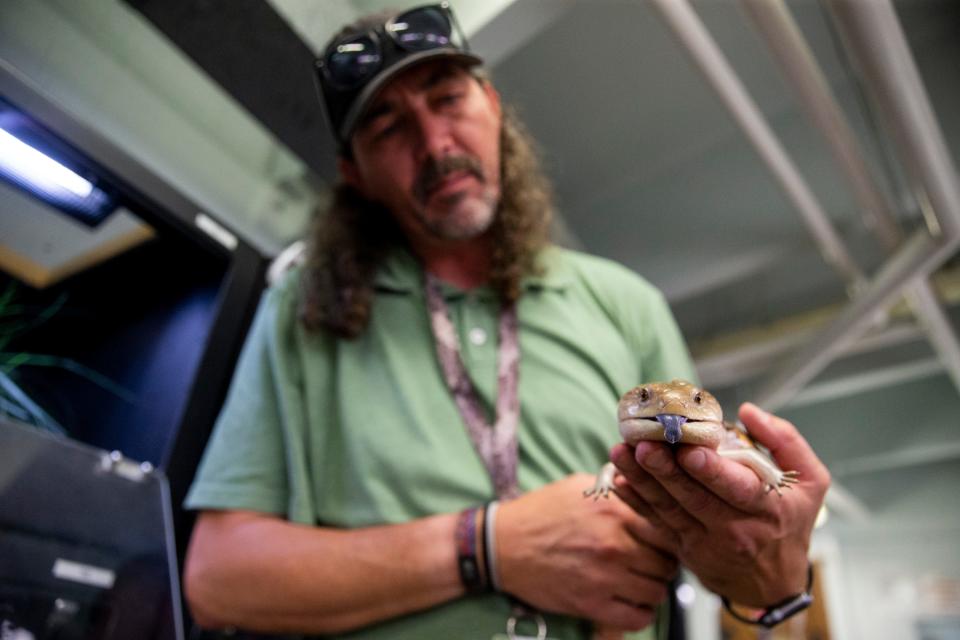 Associate Curator of Herpetology Chris Baker holds “Edward Tiny Hands” a blue-tongued skink within the herpetarium at Memphis Zoo in Memphis, Tenn., on Thursday, June 6, 2024.