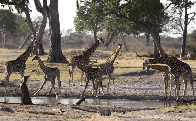 A drought has shrunken Zimbabwe's watering holes.