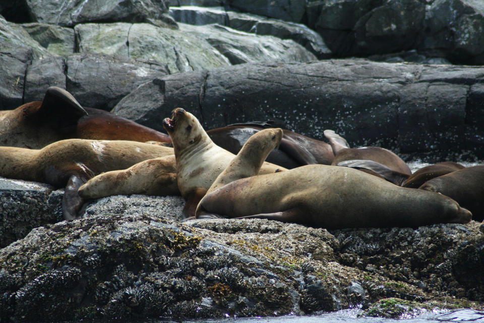 Steller sea lions in the sun