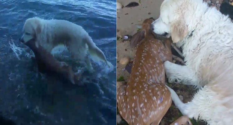 ‘Storm’, el perro que se convirtió en estrella viral por rescatar a un ciervo bebé
