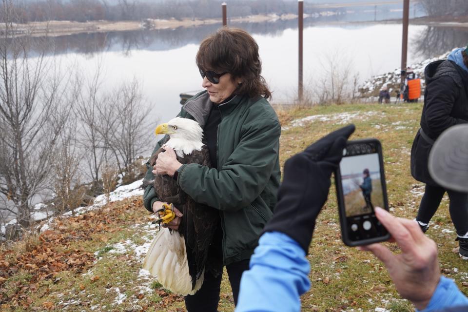 Marge Gibson, executive director of Raptor Education Group, Inc. (REGI) of Antigo, holds a bald eagle prior to releasing the bird Jan. 6 at Prairie du Sac. The eagle had been rehabilitated at REGI after being admitted with a broken wing.