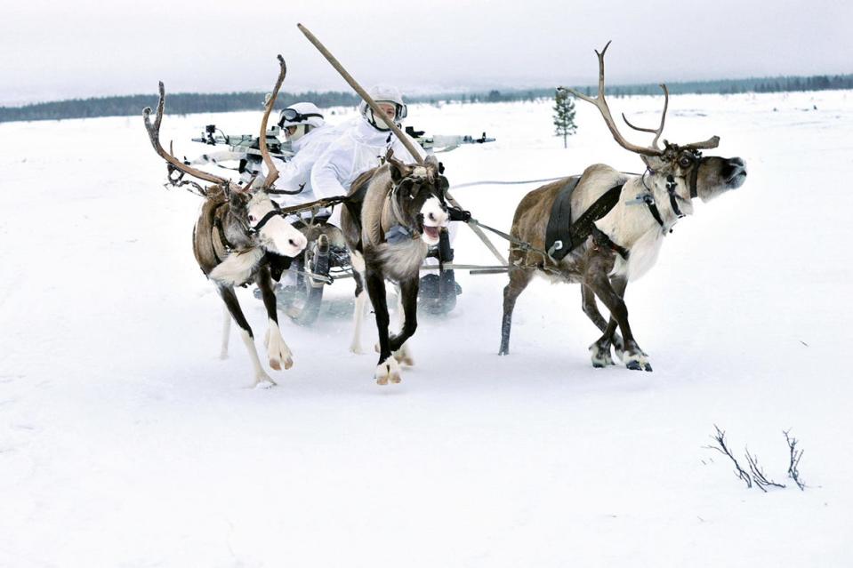 Russian Arctic Elk