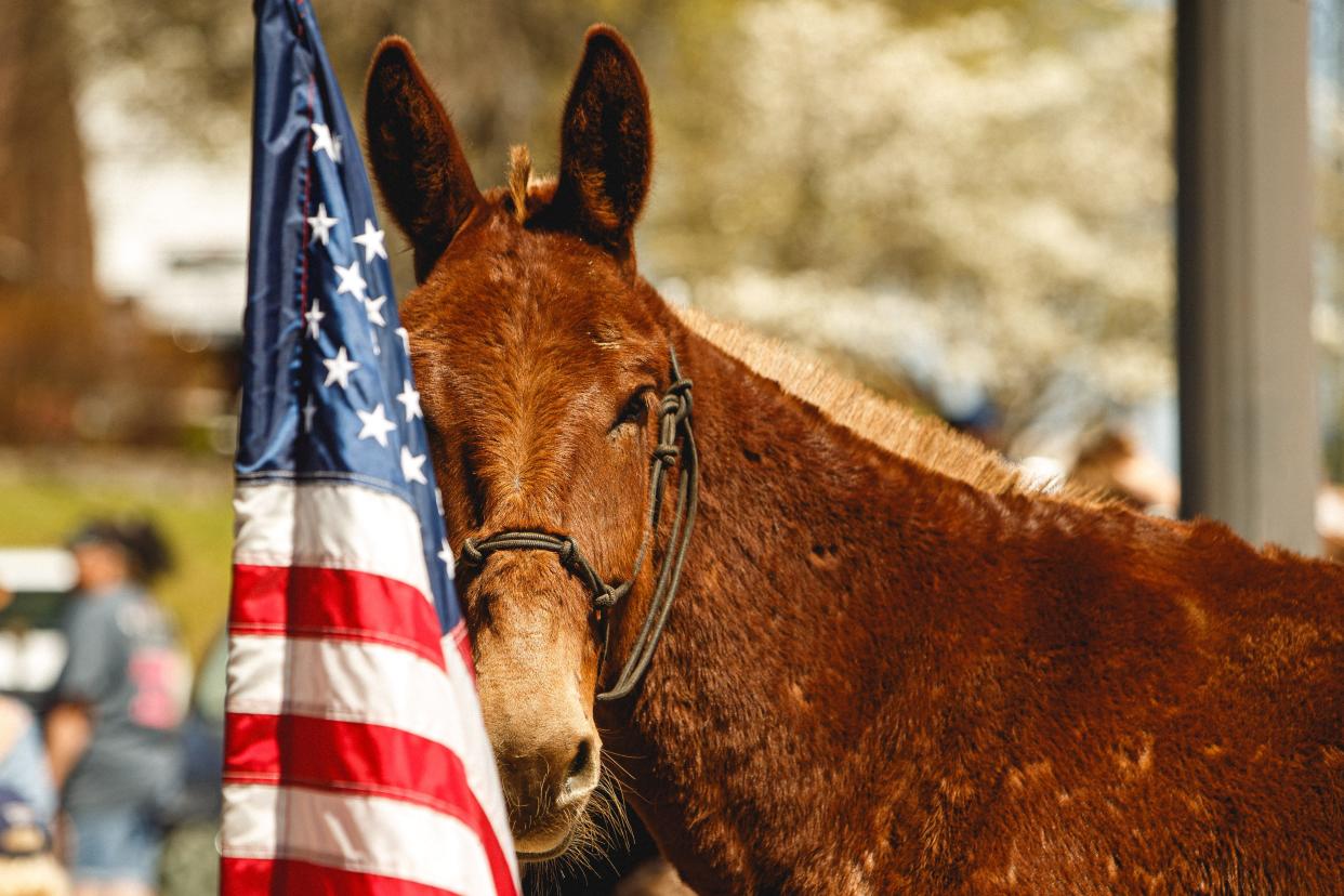 A mule stops in front of an American Flag during the 49th annual Mule Day Parade in Columbia, Tenn. on April 1, 2023. 