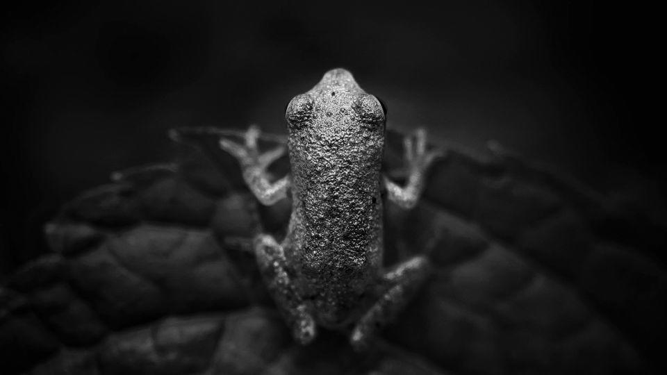 "Top Down," Ohio, USA, by Scott Galloway (United States) won 3rd place in Animals. - Scott Galloway/iPhone Photography Awards