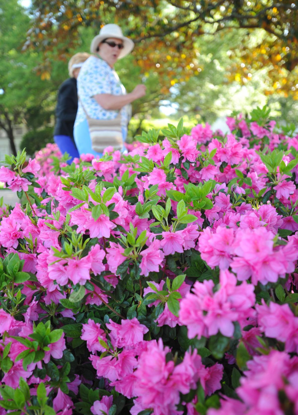 Bloom goes the dynamite Azaleas explode into color for Masters Tournament