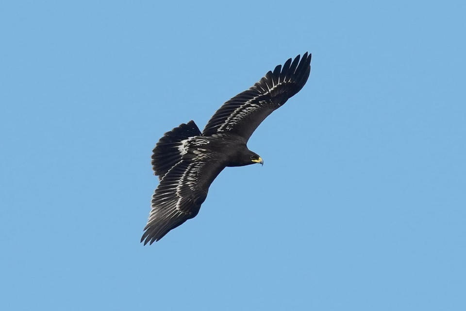 近日鳥友間流傳在南部某濕地出現一隻台灣罕見冬候鳥「花雕」，有台南鳥友前往拍攝到難得畫面。（圖／台南鳥會鳥友李正峰拍攝、提供。）