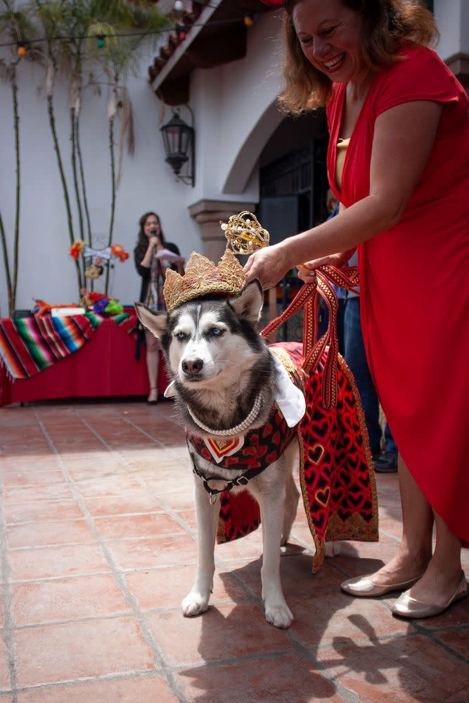 The annual event, hosted by the Helen Woodward Animal Center, allows adopted pets the chance to reunite with their litter mates and favorite shelter volunteers