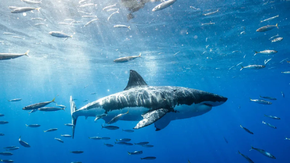 A great white shark swimming among fishes.