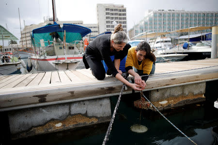 FILE PHOTO: Israeli researchers, Noa Shenkar (L) and Gal Vered, remove a cluster of sea squirts nestled to a brick, from the Red Sea, as part of research work an Israeli team is conducting in the Israeli resort city of Eilat February 7, 2019. REUTERS/Amir Cohen