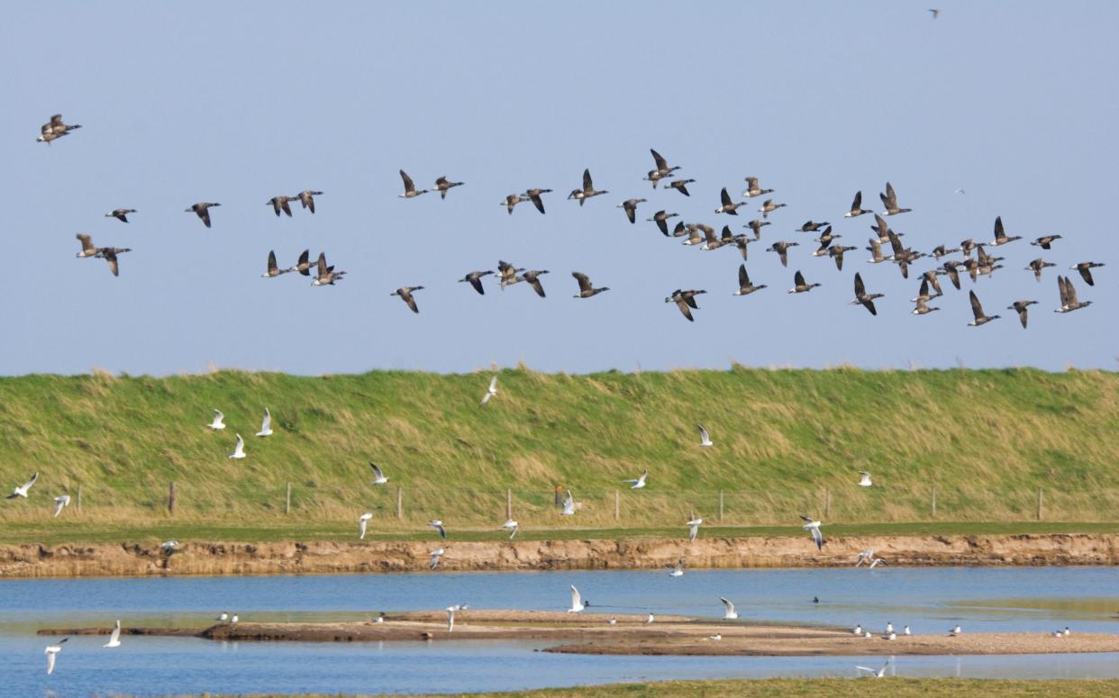 BKEYMN Freiston Shore RSPB Nature Reserve Lincolnshire UK