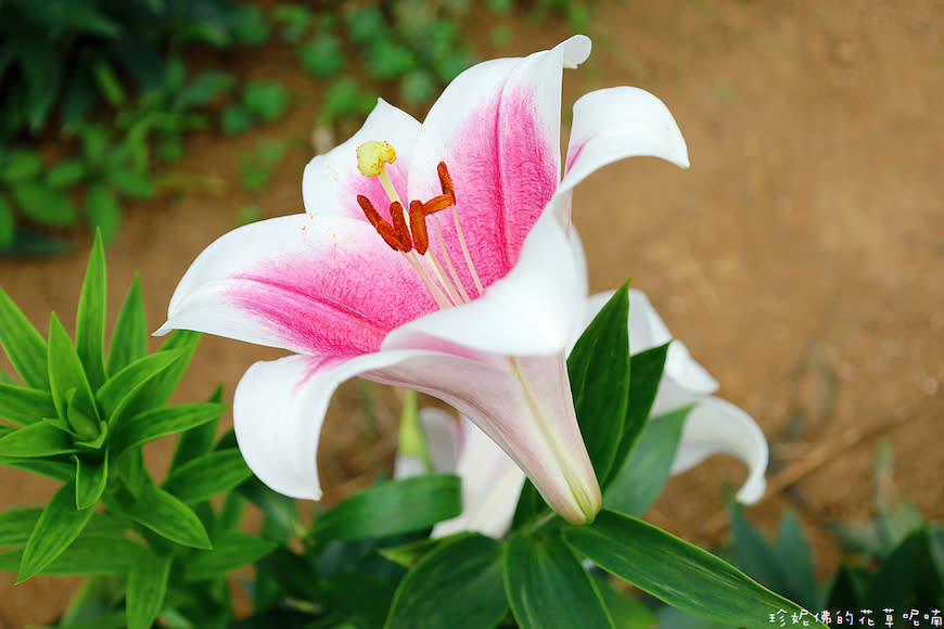 新北淡水｜奎柔山路百合花園