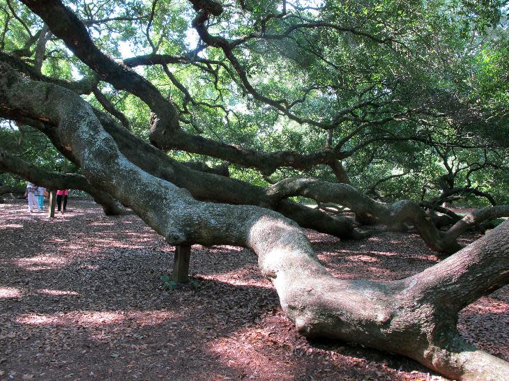 Visitors, rear, left, approach the branches of the Angel Oak on Johns Island near Charleston, S.C., Friday, Sept. 20, 2013. The tree, a landmark in the South Carolina Lowcountry, is thought to be as many as 500 years old. The Lowcountry Open Land Trust is spearheading an effort to protect 17 acres around the small park where the tree stands to provide protection from development. (AP Photo/Bruce Smith)