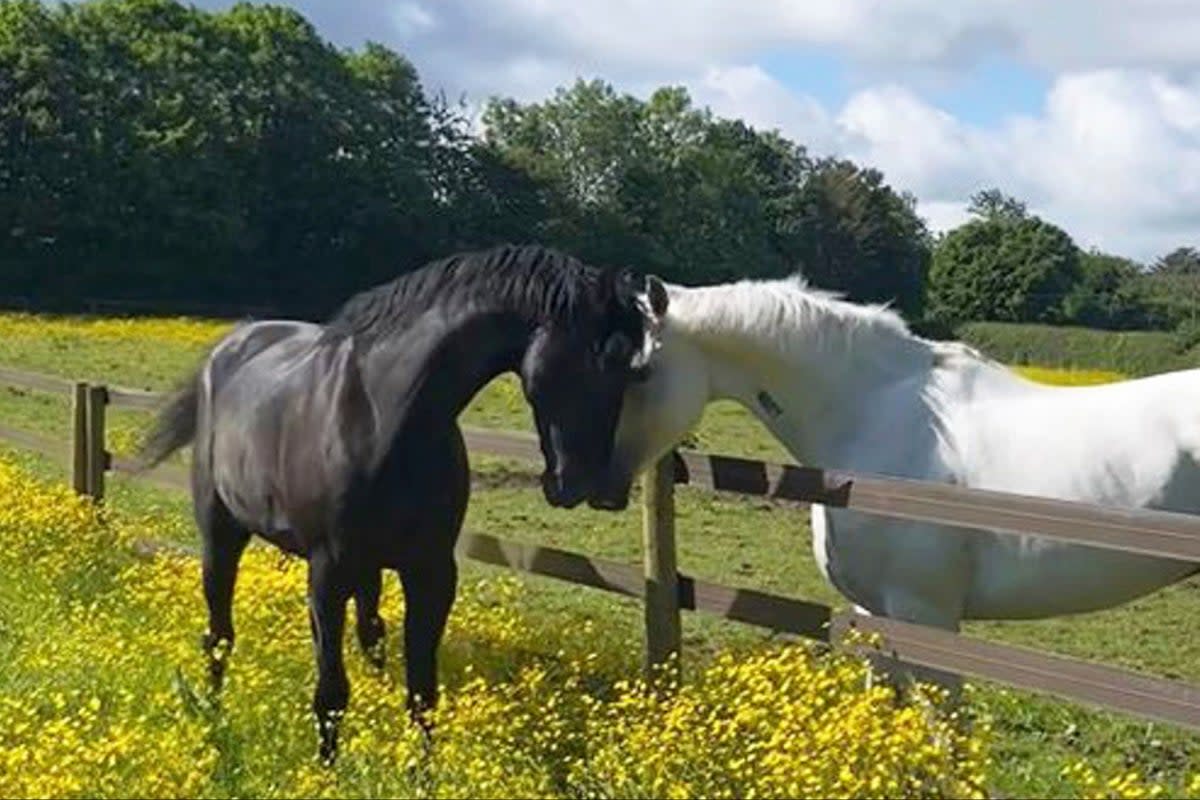 The five military horses that bolted and injured themselves as they ran loose through central London in April are all expected to return to duty, the British Army said (Ministry of Defence/Crown Copyright via AP)