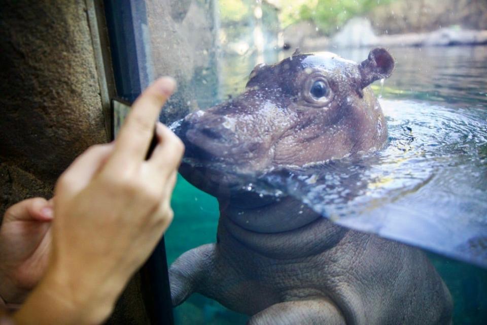 Fritz, the hippo calf, made his public debut at the Cincinnati Zoo & Botanical Garden's Hippo Cove on Thursday, Aug. 18.