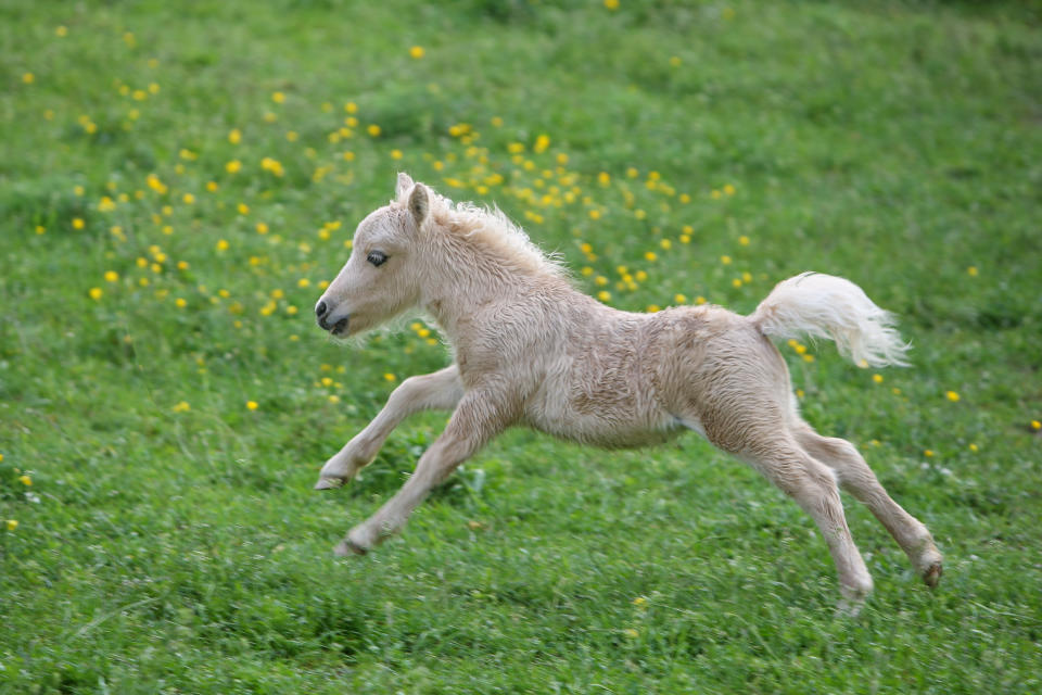 Ein Mini-Pferd wie dieses kann schon mal als Begleiter beim Fliegen dienen. (Symbolbild: Getty)