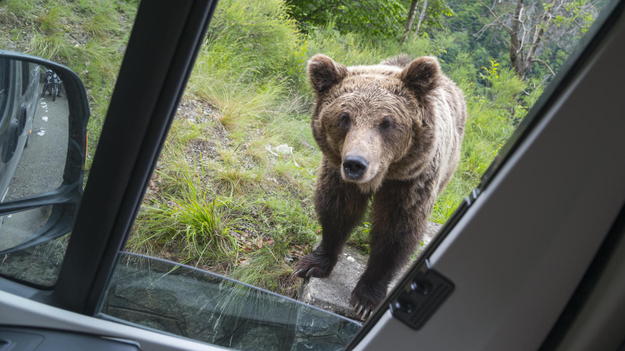  Bear looking through car window in Romania. 