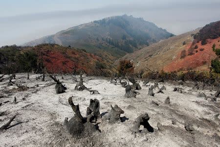 A charred slope smolders after the Soberanes Fire burned through the area in the mountains above Carmel Highlands, California, U.S. July 28, 2016. REUTERS/Michael Fiala