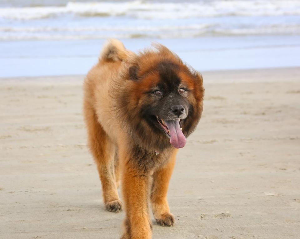 Eurasier