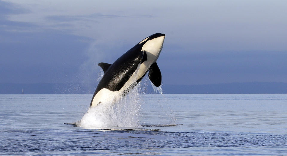 FILE - In this Jan. 18, 2014, file photo, an endangered female orca leaps from the water while breaching in Puget Sound west of Seattle as seen from a federal research vessel that had been tracking the whales. Washington Gov. Jay Inslee is proposing $1.1 billion in spending and a partial whale-watching ban to help support the recovery of Puget Sound's critically endangered orcas. (AP Photo/Elaine Thompson, File)