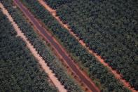 The Wider Image: Indonesia's firefighters on frontline of Borneo's forest blazes