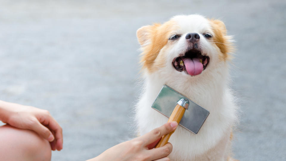 Puppy being groomed