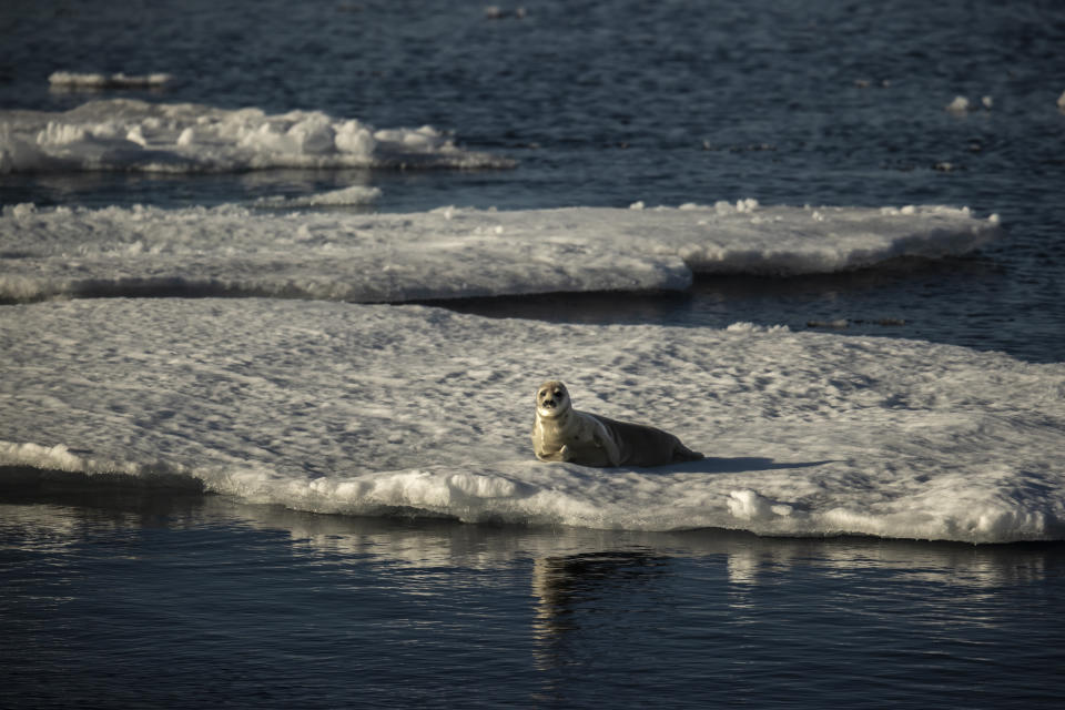 A bearded seal 