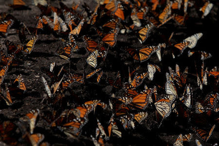 FILE PHOTO: Monarch butterflies rest on the ground at the Sierra Chincua butterfly sanctuary on a mountain in Angangeo, Michoacan November 24, 2016. REUTERS/Carlos Jasso/File photo