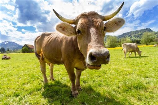 屬牛的人6月份事業運順遂，整體運勢大好。（圖／翻攝自pixabay）
