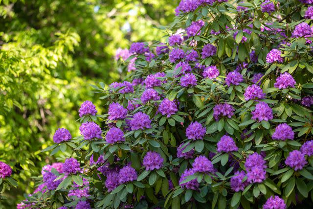 <p>The Spruce / Evgeniya Vlasova</p> Catawba rhododendron