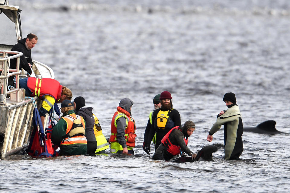 Image: Teams work to rescue hundreds of pilot whales that are stranded on a sand bar in Tasmania's Macquarie Harbour (Steve Bell / Getty Images)