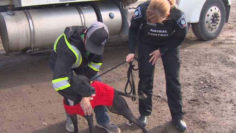 Missing for 5 months, lost and 'super cute' Alberta therapy dog found running loose in Langley, B.C.