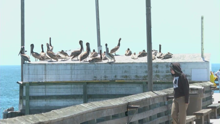 Dozens of sickened pelicans arrived at the Newport Beach pier on May 7, 2024 as wildlife rescue workers continue working to save them. (KTLA)