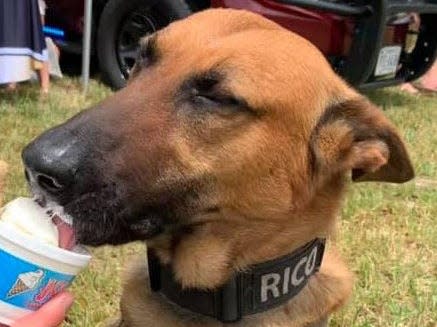 Rico is the the service dog for the K9 unit of the Augusta County Sheriff's Office