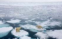 <p>According to the Norwegian Polar Institute, there are 3,500 polar bears in <a rel="nofollow noopener" href="http://www.visitnorway.com/" target="_blank" data-ylk="slk:Norway;elm:context_link;itc:0;sec:content-canvas" class="link ">Norway</a>. The best chance of seeing these majestic creatures is via a cruise around <a rel="nofollow noopener" href="http://www.spitsbergentravel.com" target="_blank" data-ylk="slk:Svalbard’s;elm:context_link;itc:0;sec:content-canvas" class="link ">Svalbard’s</a> northern and eastern regions. While on this Artic Ocean sojourn, you are also likely to see walruses, whales, and seals, as well as full grown and baby polar bears. </p>