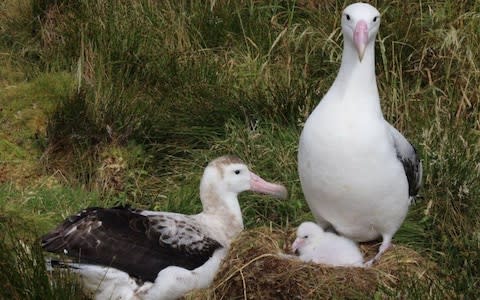 The chicks are particularly vulnerable because they are left alone  - Credit: M Jones RSPB