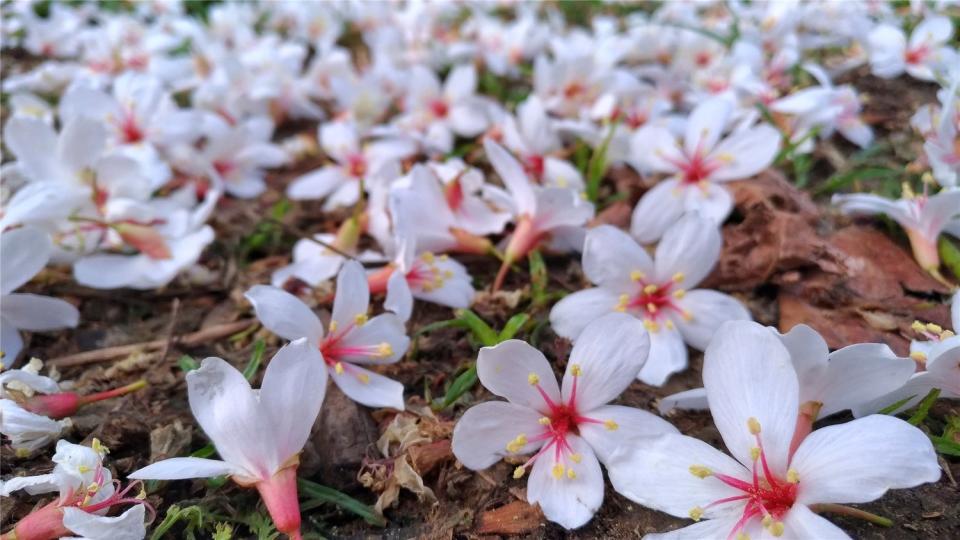 桐花季和賞螢同時開跑，目前各地螢況和桐花逐漸邁入高峰。   圖：翻攝自客家桐花季官網