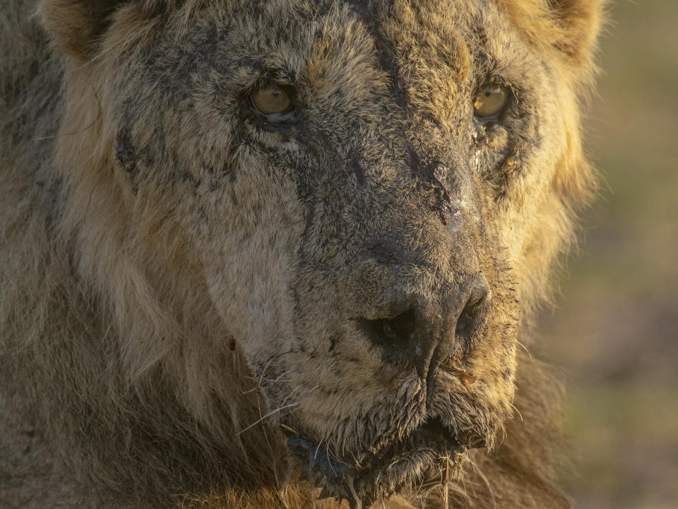 This photo provided by Lion Guardians shows the male lion named "Loonkiito" in Amboseli National Park, in southern Kenya on Feb. 20, 2023. One of Kenya's oldest wild lions, Loonkiito, 19, was killed by herders and the government has expressed concern as six more lions were speared at another village on Saturday, May 13, 2023, bringing to 10 the number killed the previous week alone. (Philip J. Briggs/Lion Guardians via AP)