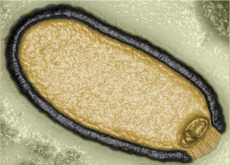 Scientists have revived a 'zombie' virus that spent 48,500 years frozen in permafrost. This is a computer-enhanced microphoto of Pithovirus sibericum that was isolated from a 30,000-year-old sample of permafrost in 2014.