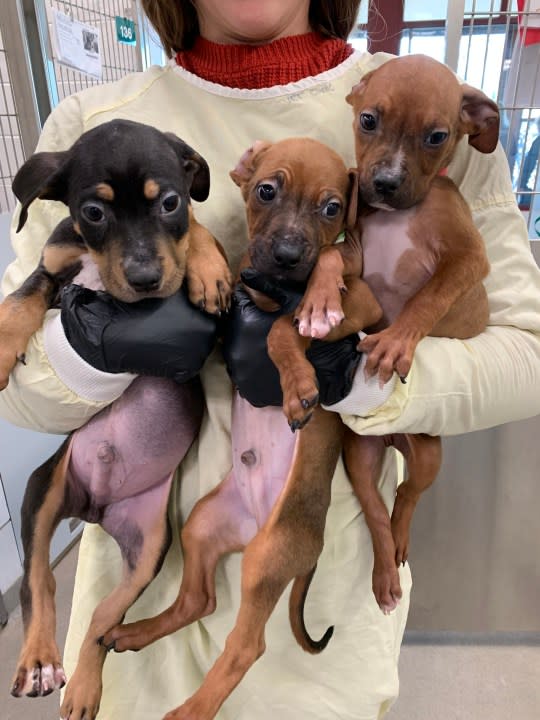 Three puppies held by a staff member